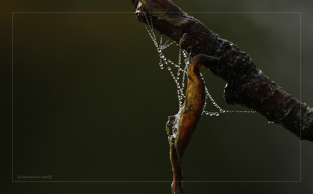 Herbststimmung mit Spinnenweben 17