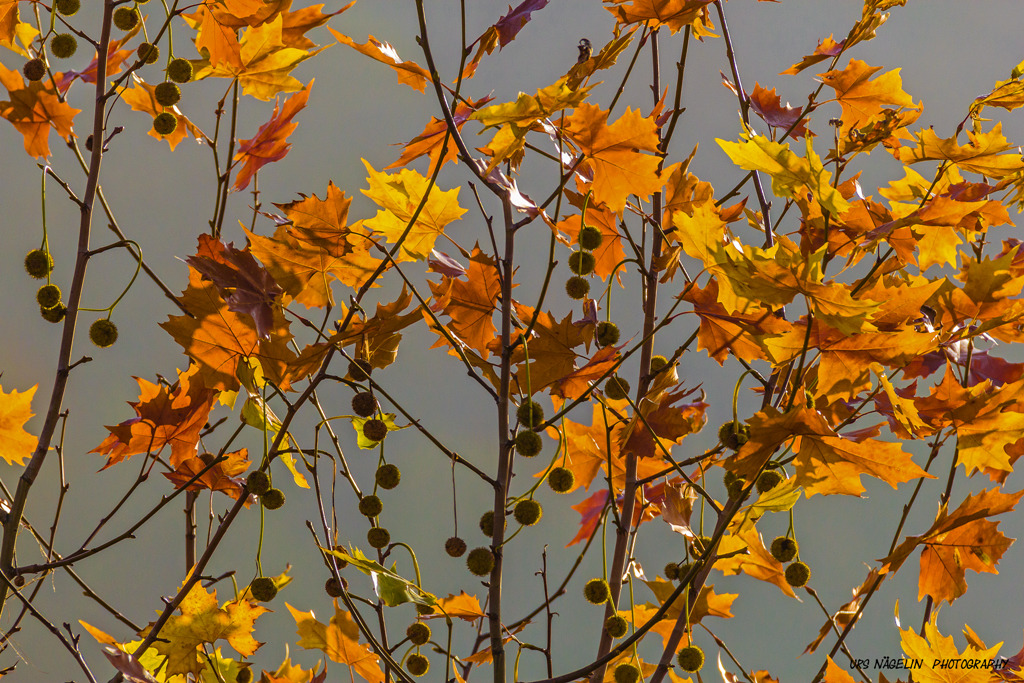 Leider schon bald die letzten Blätter!