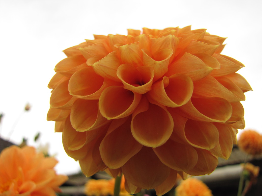 Dahlie