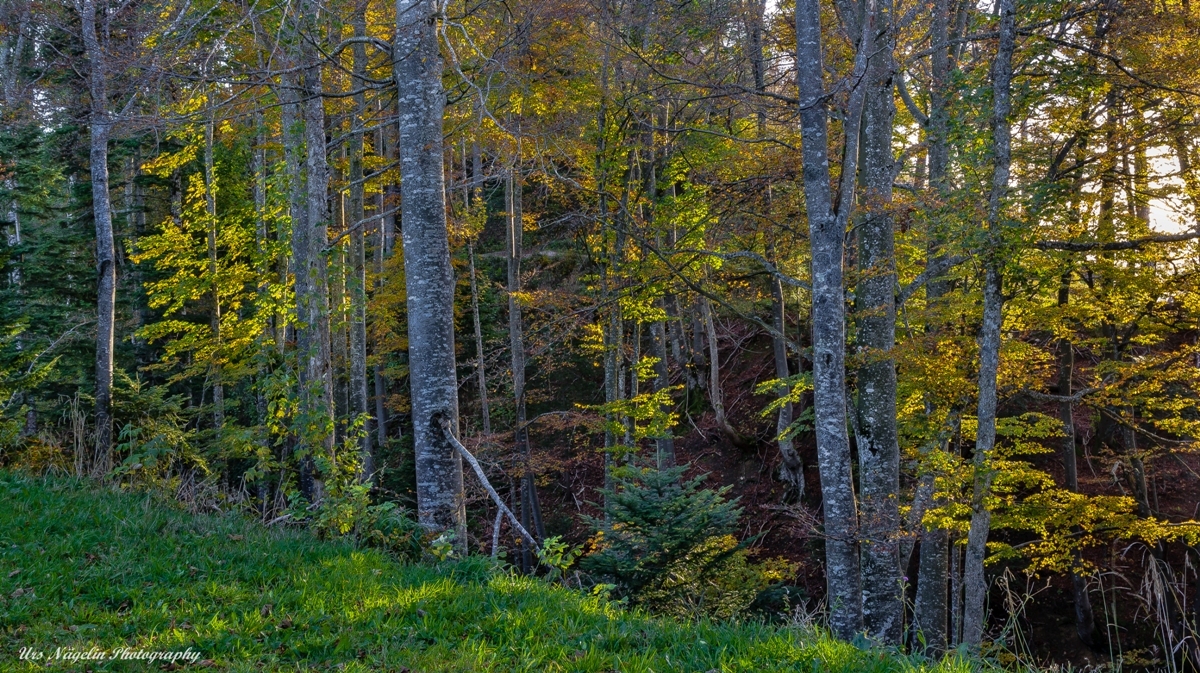 Herbstwald