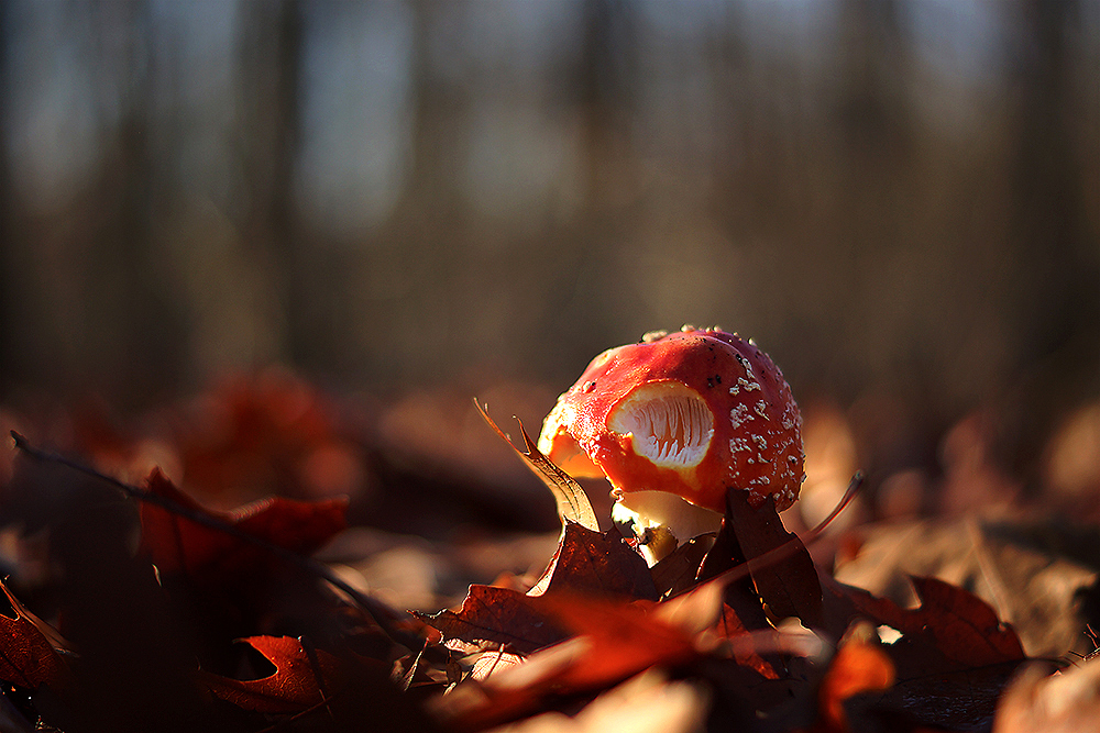 Alien-Pilz