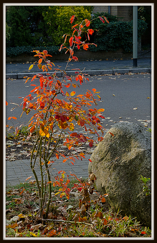 Herbstlicht