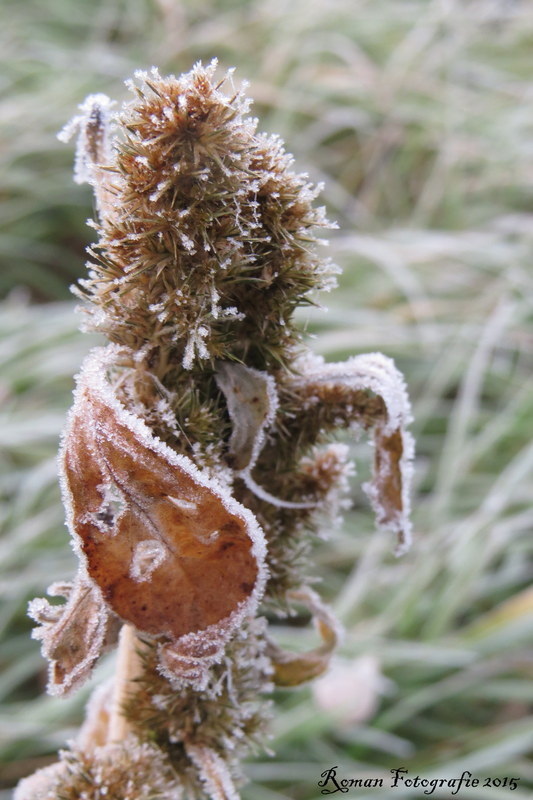 der erste Morgenfrost