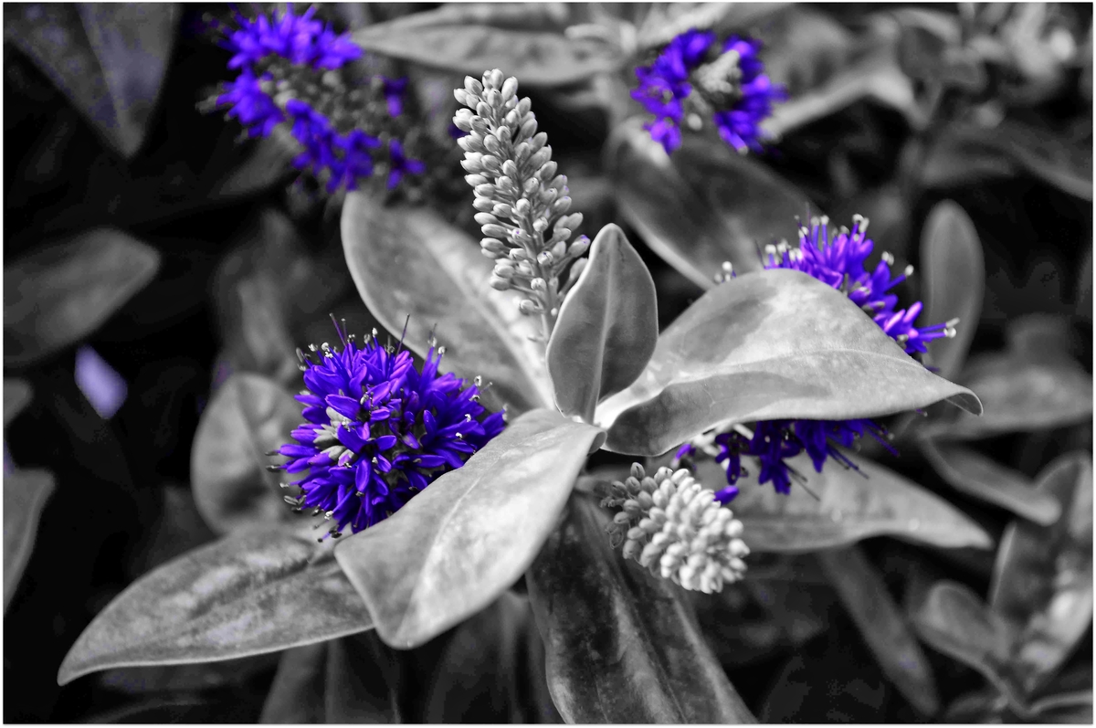 Blue flower....