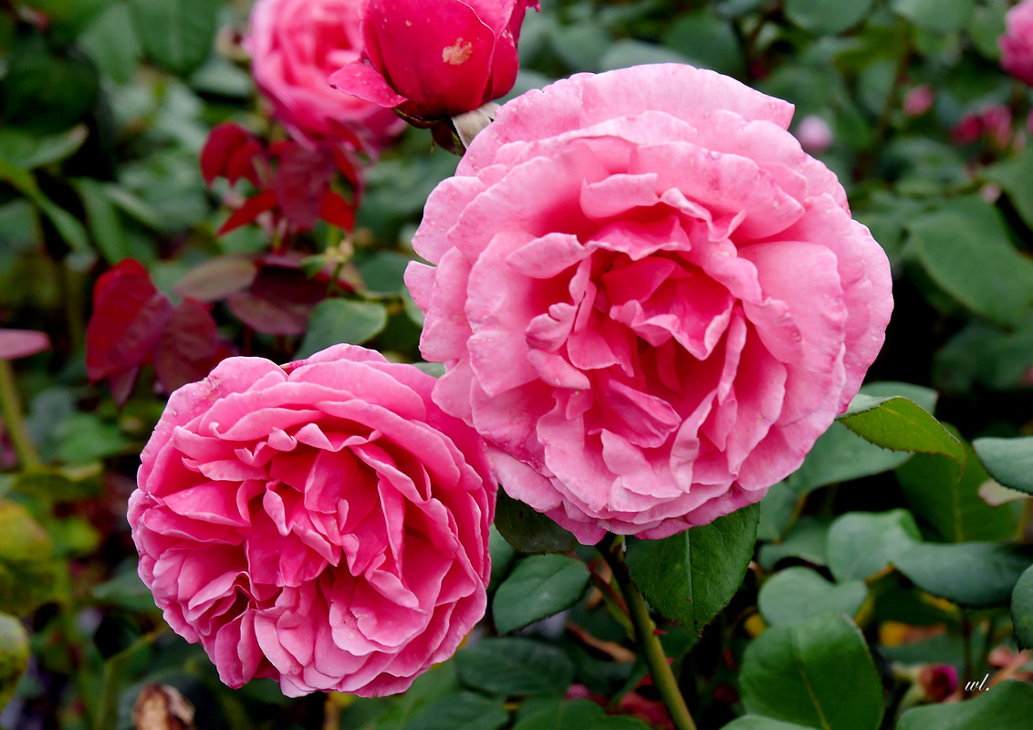 letzte Rosen