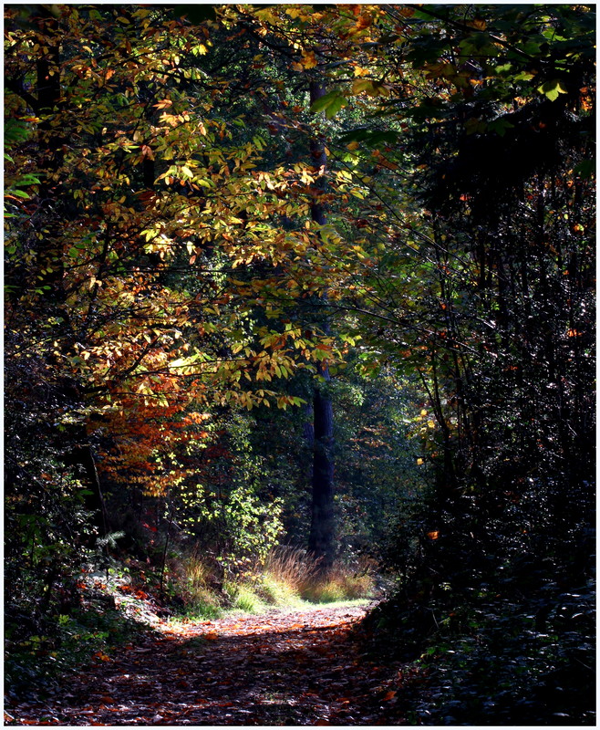 Goldener Oktober in der Eifel