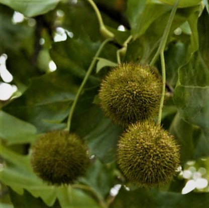 Früchte des Herbstes