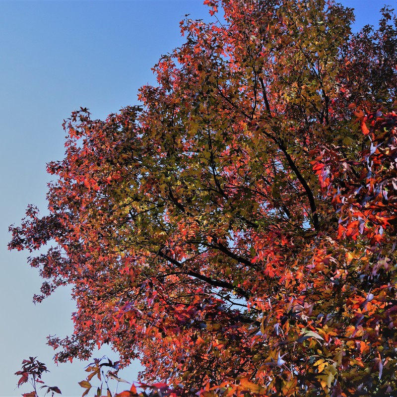 Sommerabschied - Farbentraum II