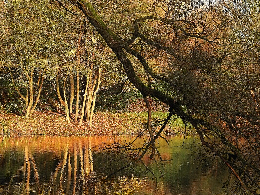 Herbststudie in Wedel