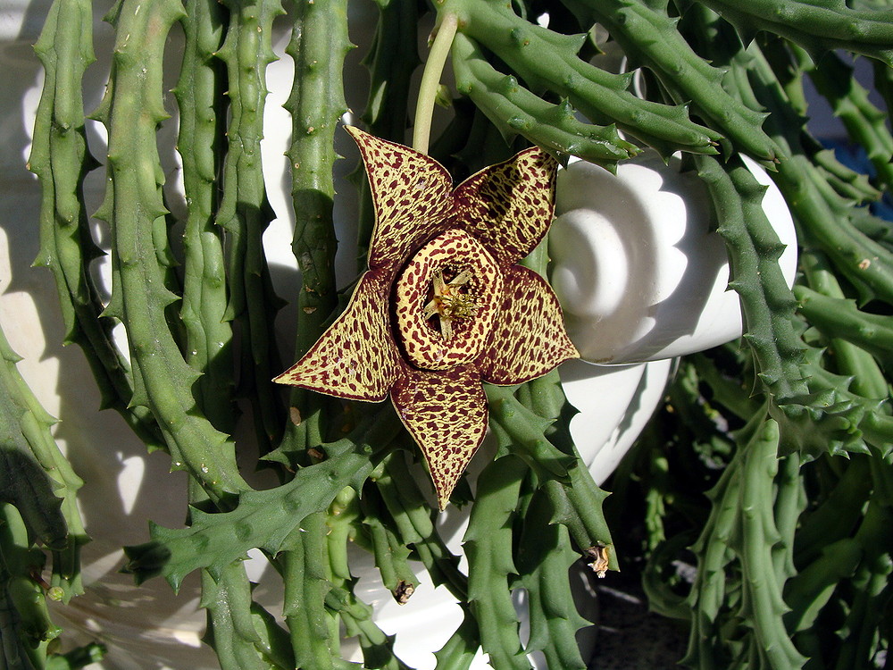 Weiß jemand was das für eine pflanze ist