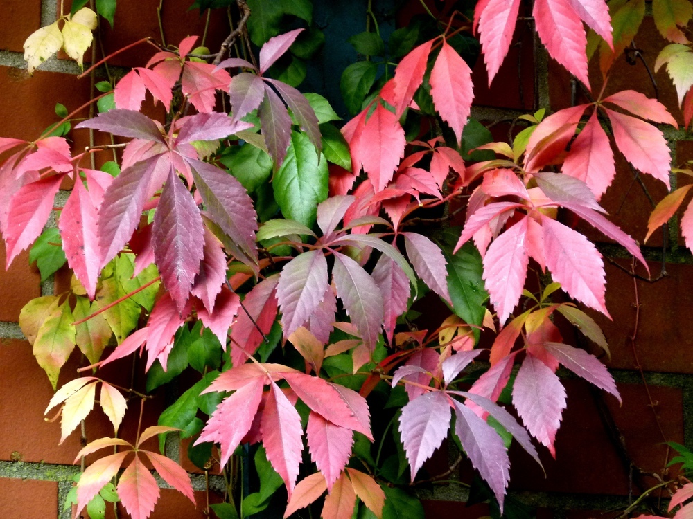 Herbst - heute