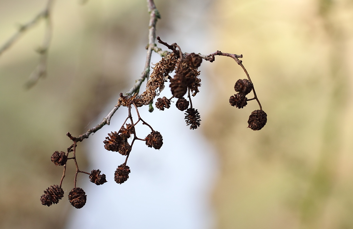 Schwarzerlen im Novembernebel 2