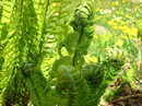 Fotos_Gräser & Halme