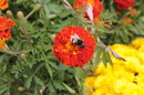 Fotos_Gräser & Halme