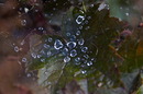 Fotos_Gräser & Halme
