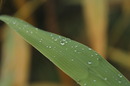 Wassertropfen an Pflanzen