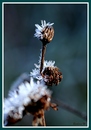 Fotos_Gräser & Halme