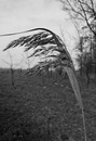 Fotos_Gräser & Halme