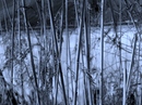 Fotos_Gräser & Halme