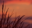 Gräser im Abendlicht 