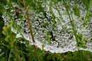 Fotos_Gräser & Halme
