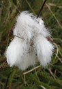 Fotos_Gräser & Halme