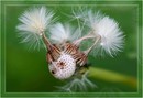 Pusteblume