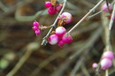 Fotos_Gräser & Halme