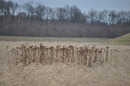 Feld