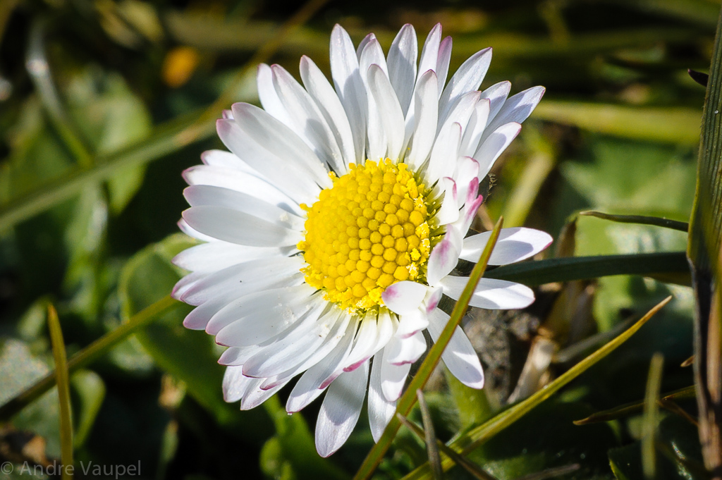 Gänseblümchen