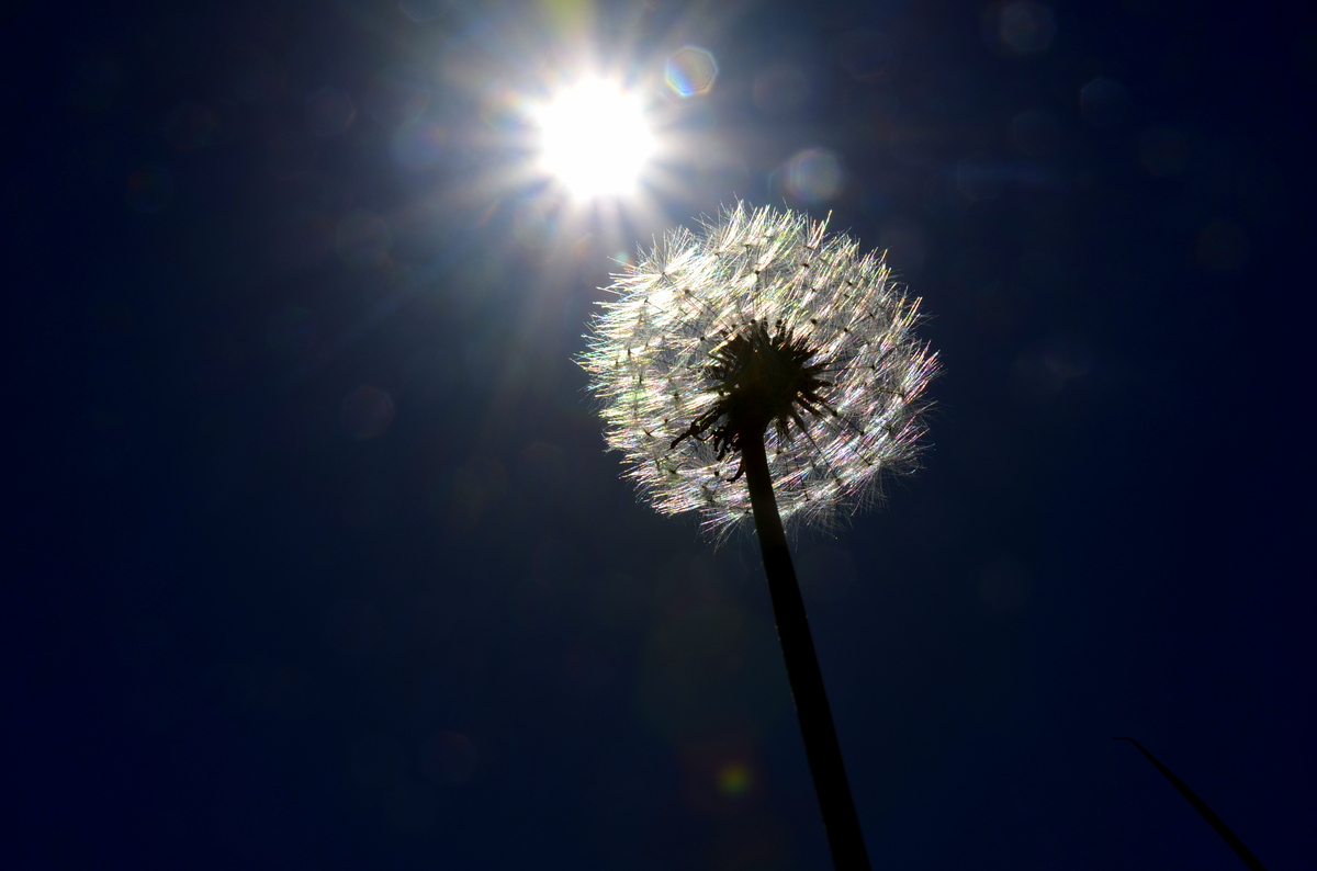 Pusteblume