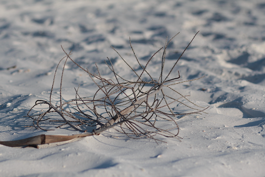 Zweig im Sand