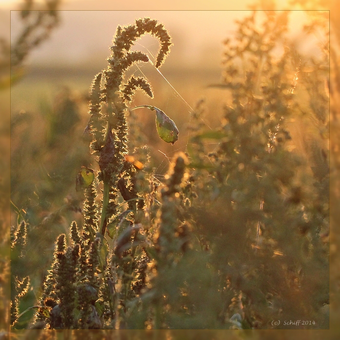 Amaranth im Zuckerrübenfeld