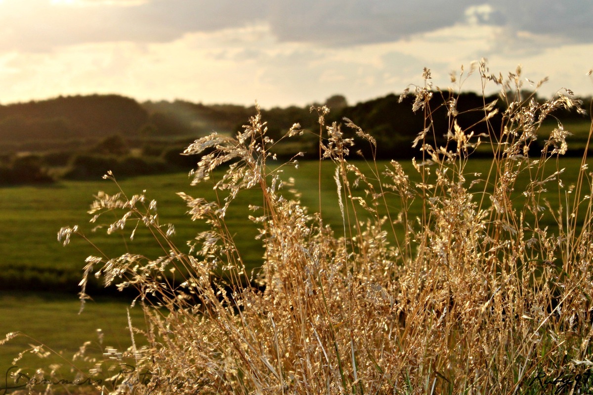 Gräser spielend im Sonnenlicht