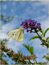 und es war Sommer
