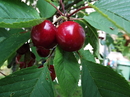 Fotos_Sommer