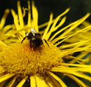 Sommer Flieger