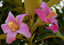 unbekannte Blüte