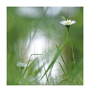 ....Sommer war´s II