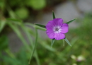 zart violett