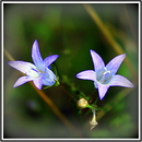 Die Zwei am Wegesrand