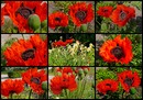 roter Mohn