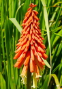 kniphotia hybride