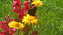 Sommerblume mit Schmetterling