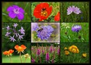 Fotos_Sommer