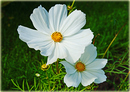 Cosmea