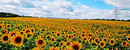 Sonnenblumenfeld