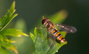 Fotos_Sommer