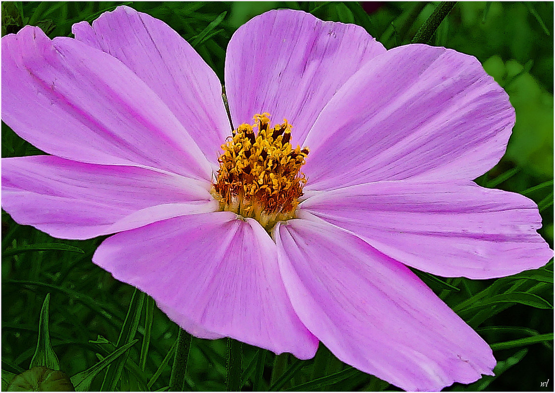Cosmea