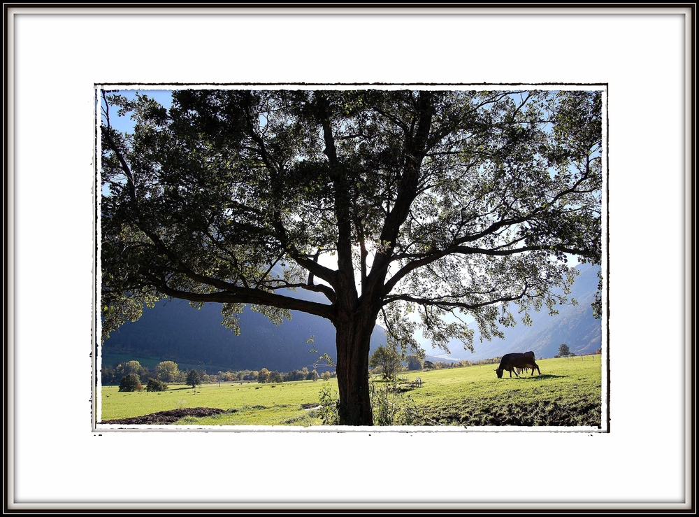 Mein Freund der Baum